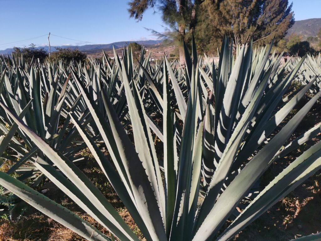 Tesoro del oeste