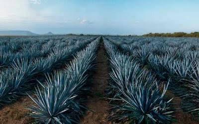 agave azul