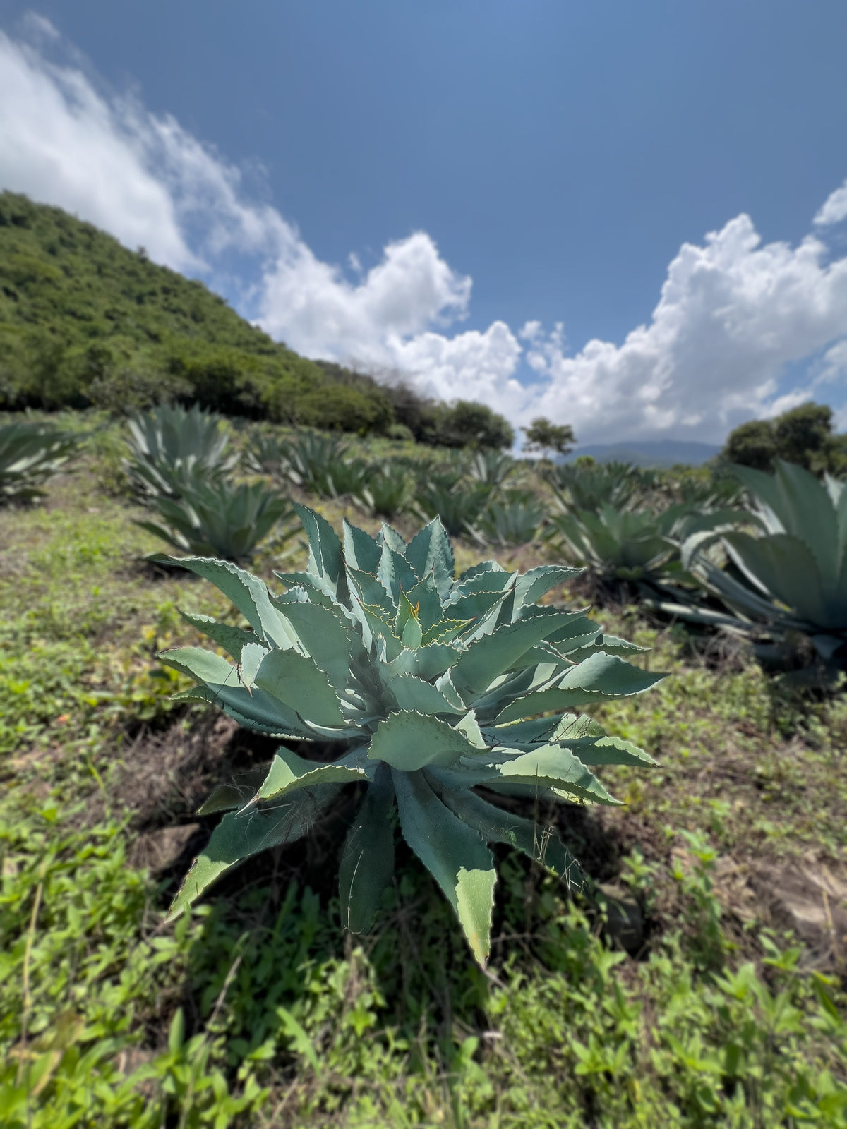 Agave maximiliana: de la roseta a la semilla