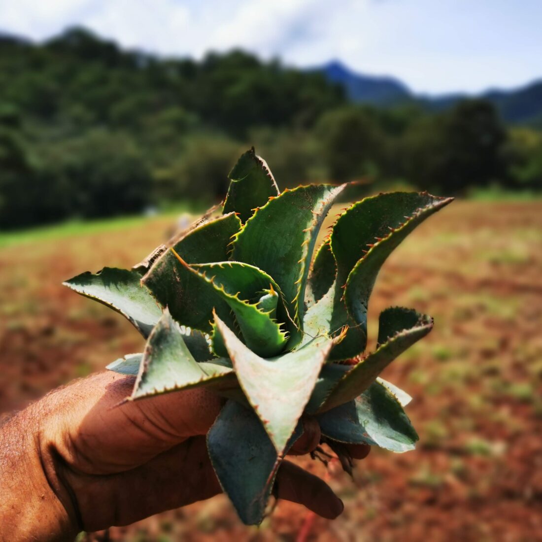 Raicilla Artesanal de San Sebastián del Oeste