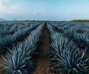 Destilado artesanal de agave azul