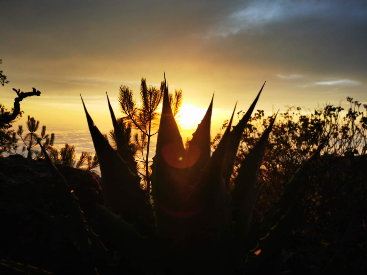 Agaves de la Sierra recortados contra el atardecer
