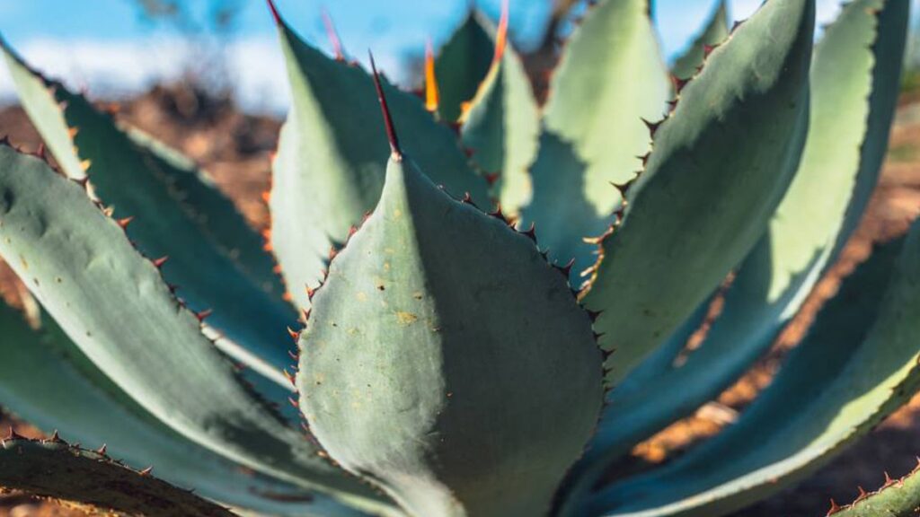 Agave de los plantios de Tesoro del Oeste
